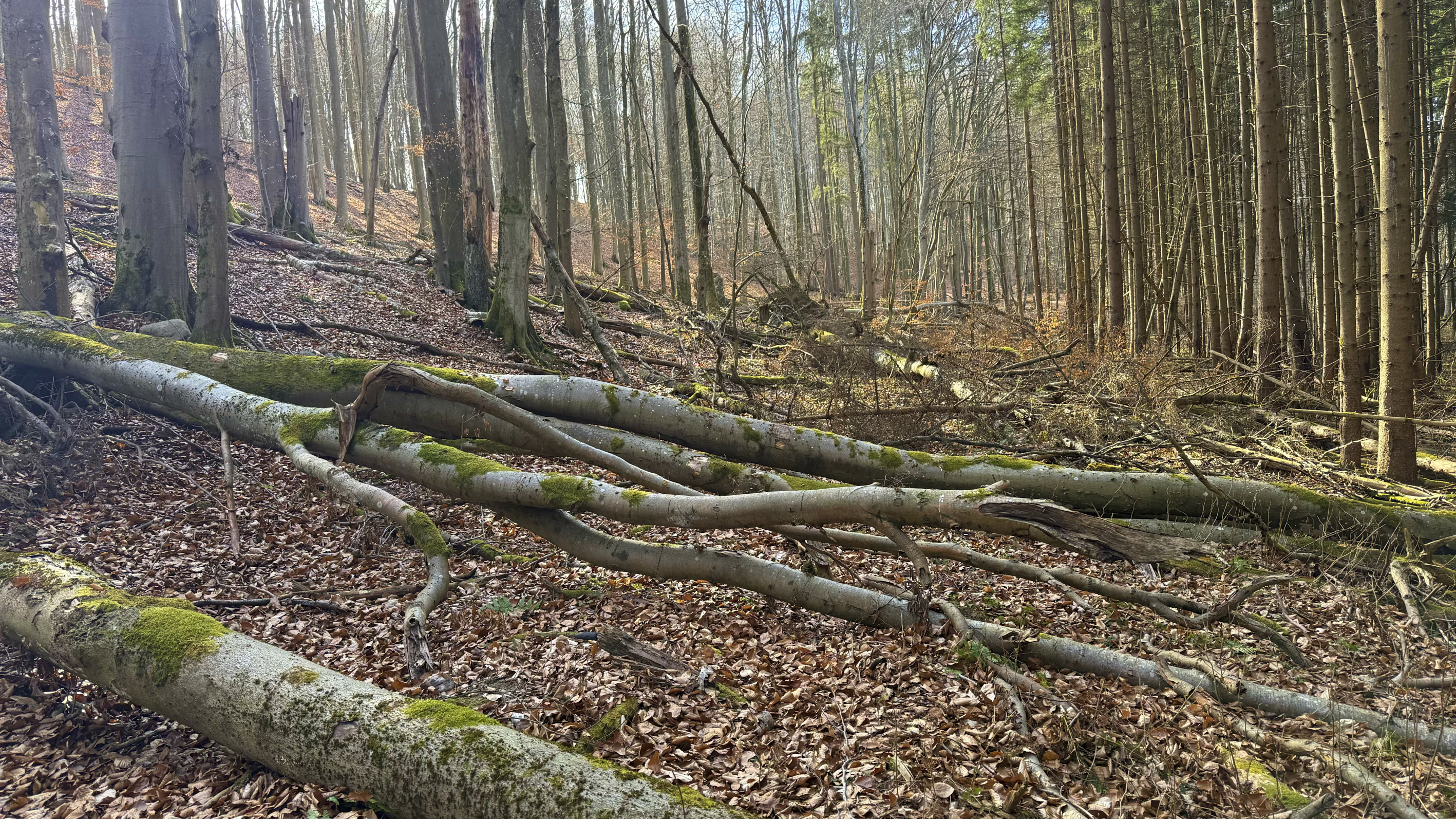 Sunlit woodland with tall bare trees and several mossy fallen logs on leaf-covered ground